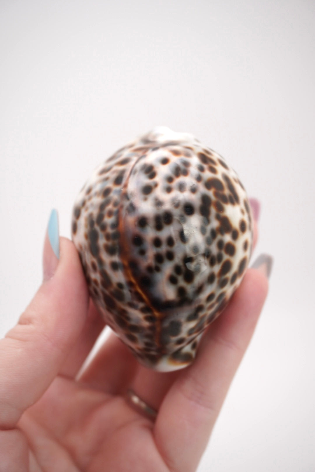 Tiger Cowrie Shells