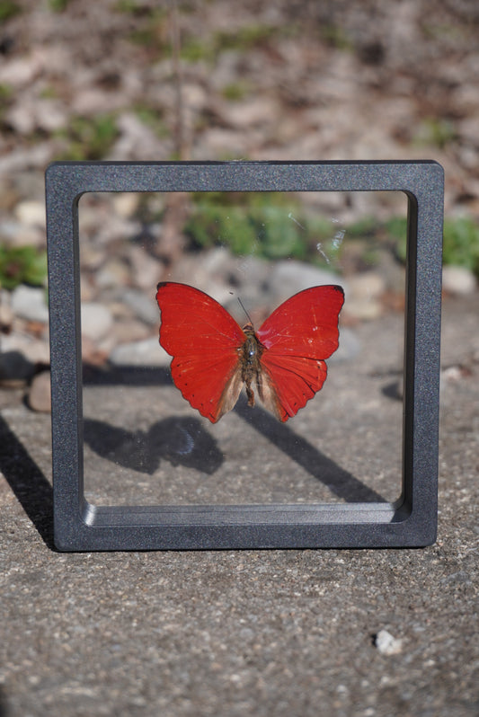 Blood Red Glider Butterfly, Cymothoe sangaris