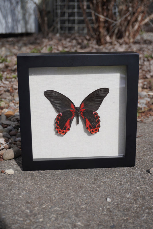 Scarlet Mormon Butterfly, Papilio rumanzovia semperinus