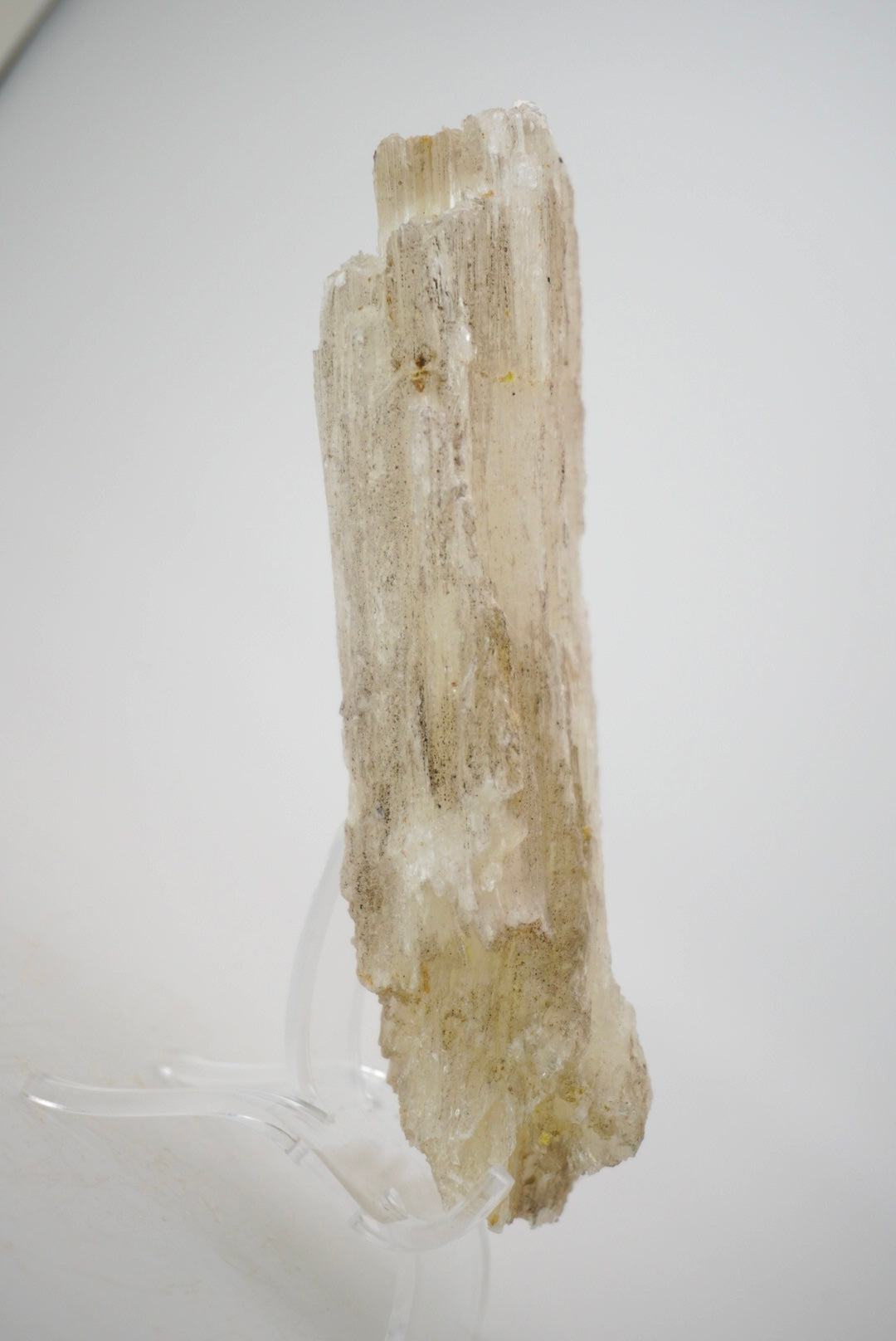 Ram’s Horn Selenite from Mexico