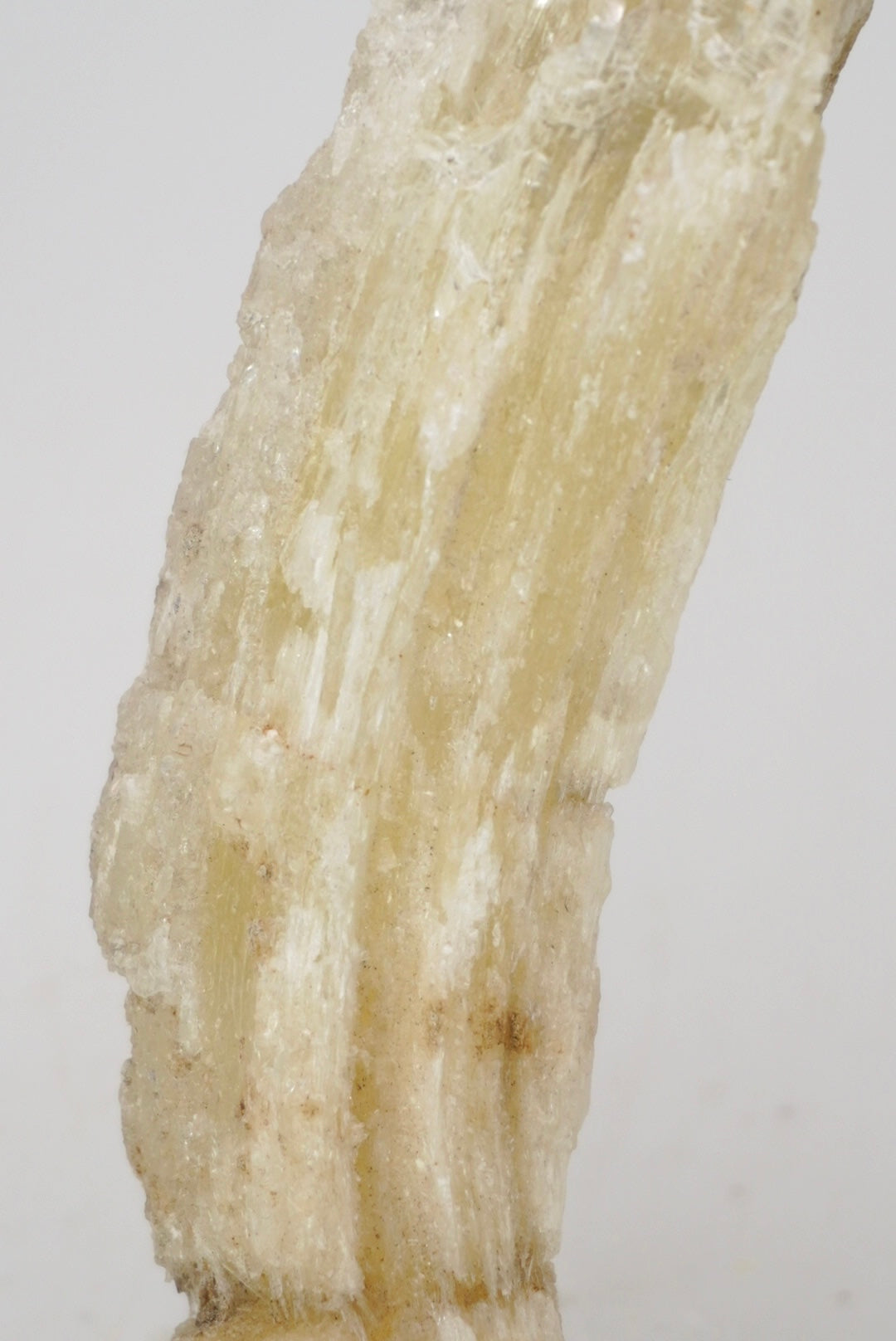 Ram’s Horn Selenite from Mexico