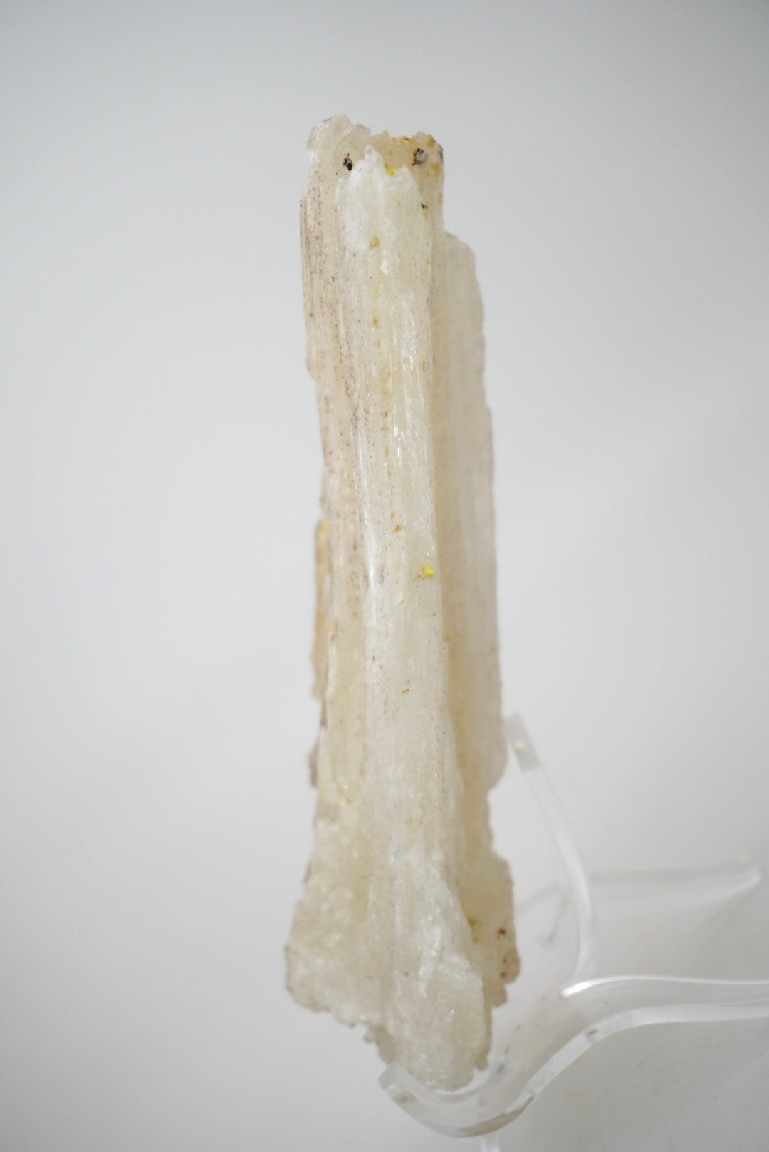 Ram’s Horn Selenite from Mexico